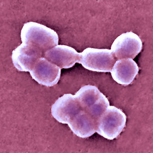 Acinetobacter pink